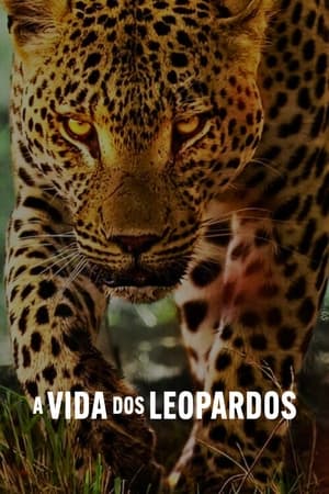 A Vida dos Leopardos 2024
